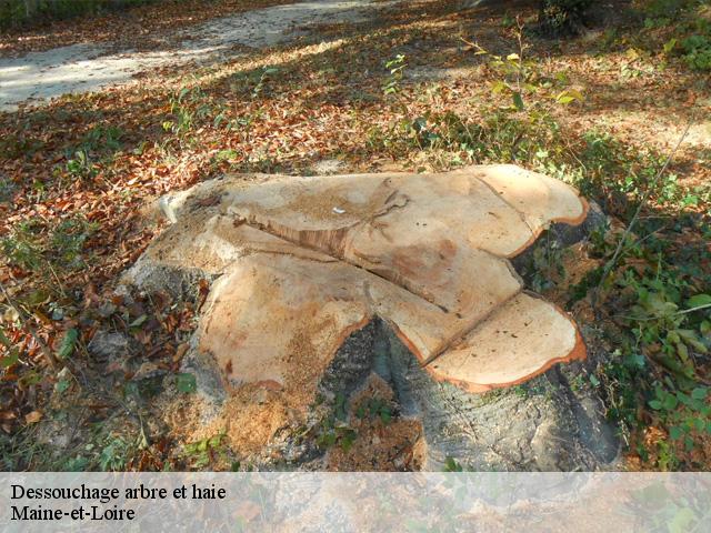 Dessouchage arbre et haie Maine-et-Loire 