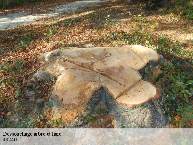 Dessouchage arbre et haie  49240